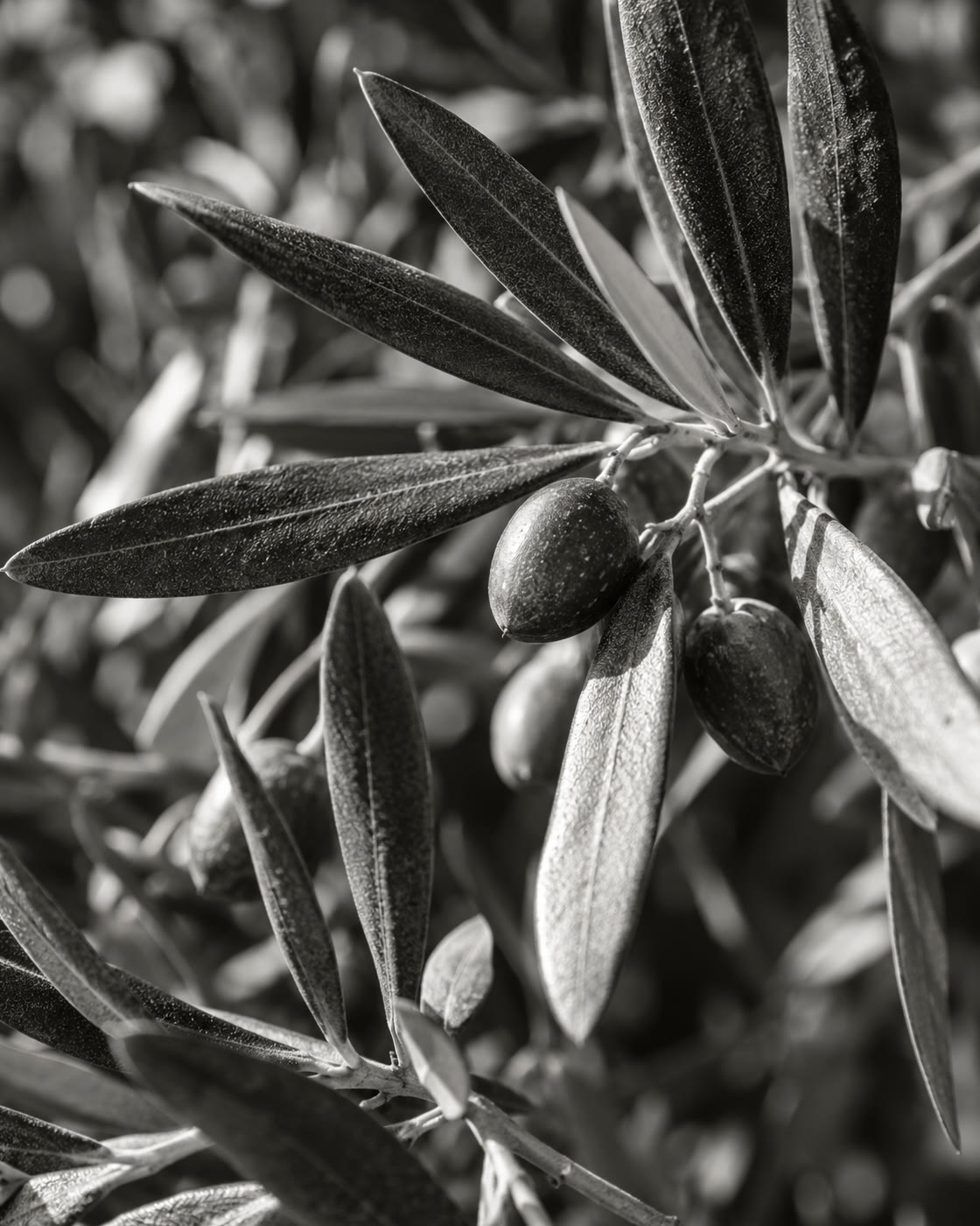 AI-created black-and-white close-up of olive leaves